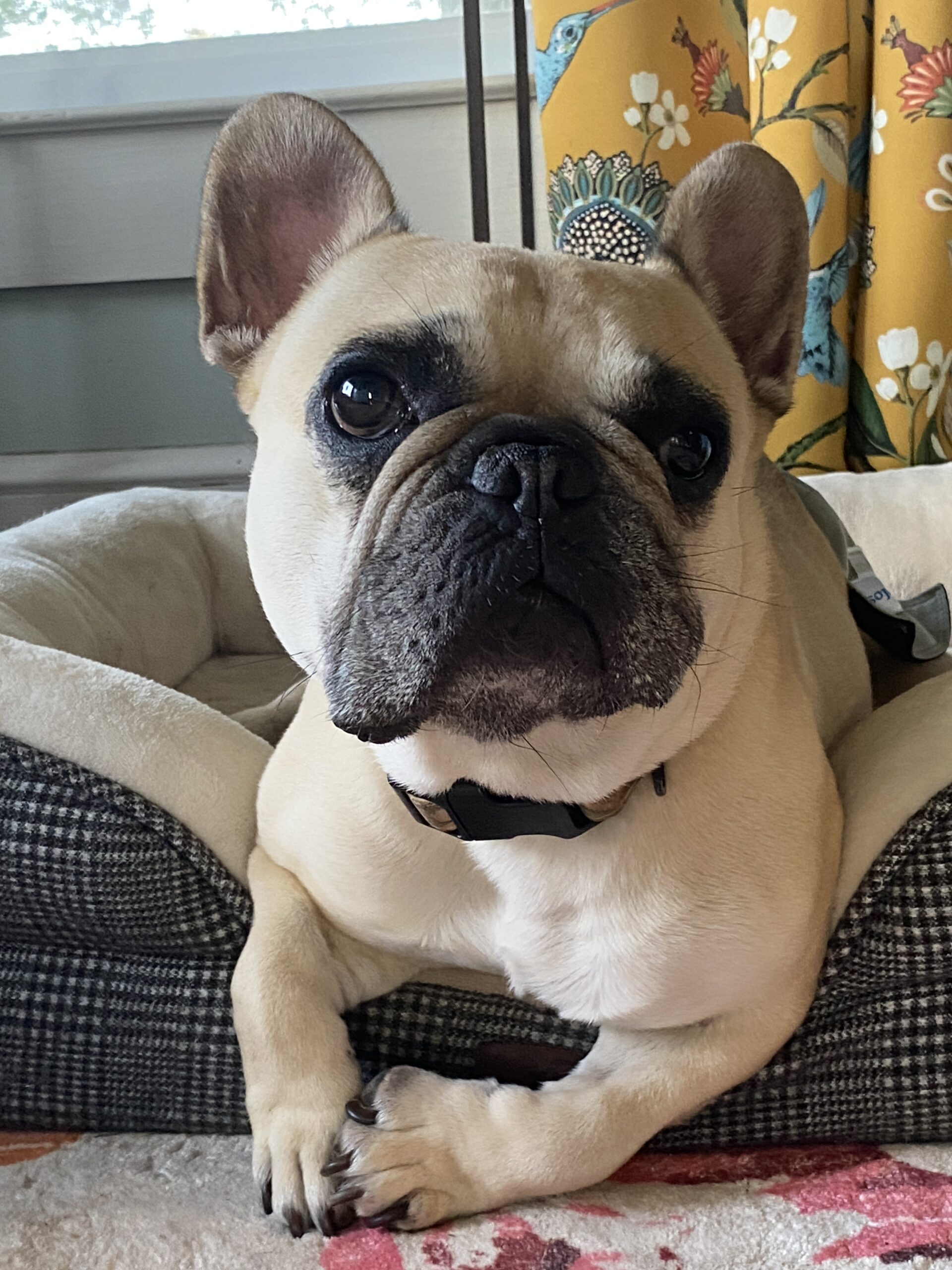 Dogs at NDS French bulldog, blonde hair. Relaxing in a plaid dog bed