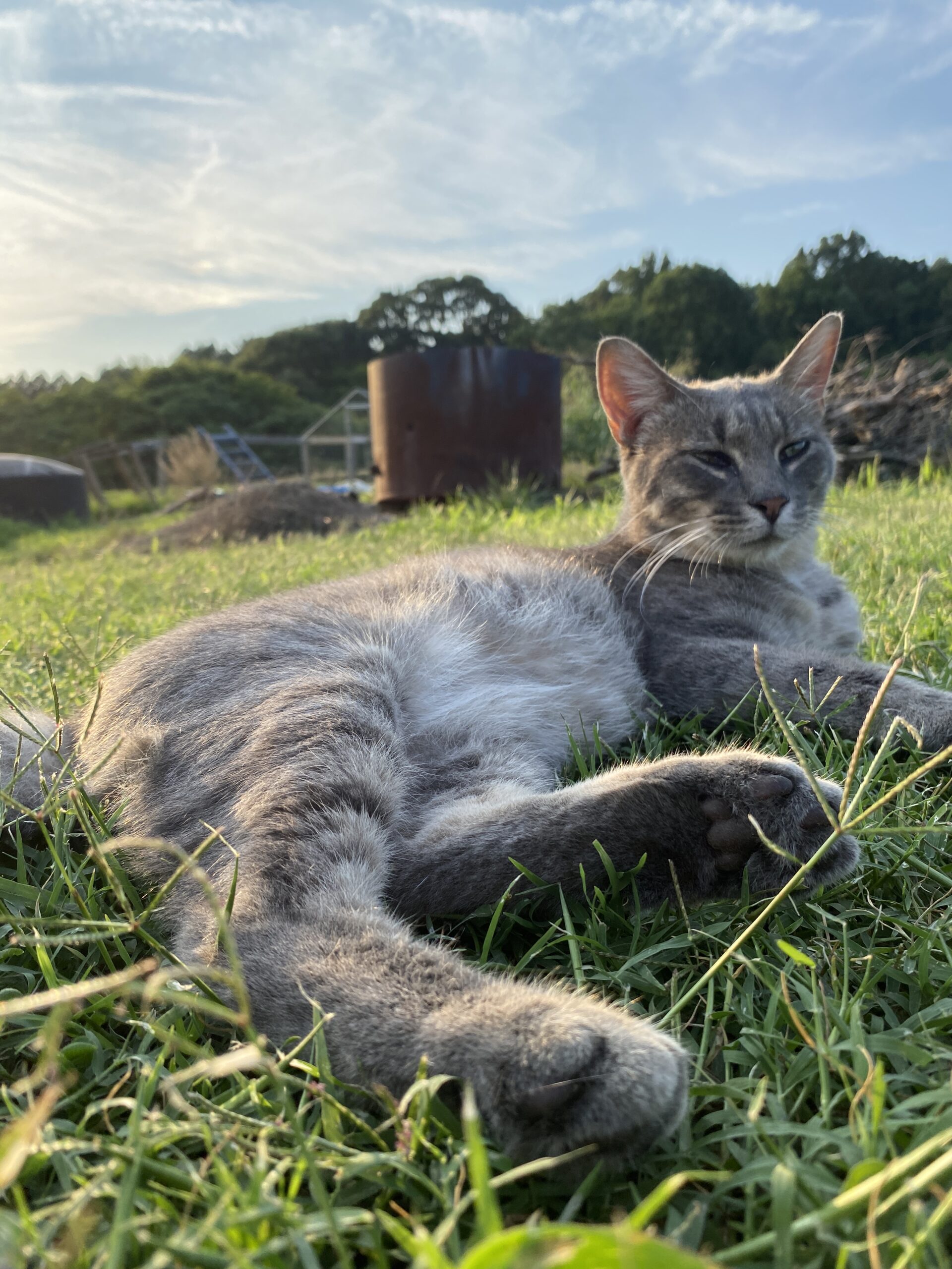Cats at NDS light gray cat relaxing in green grass with farm equipment in the background.