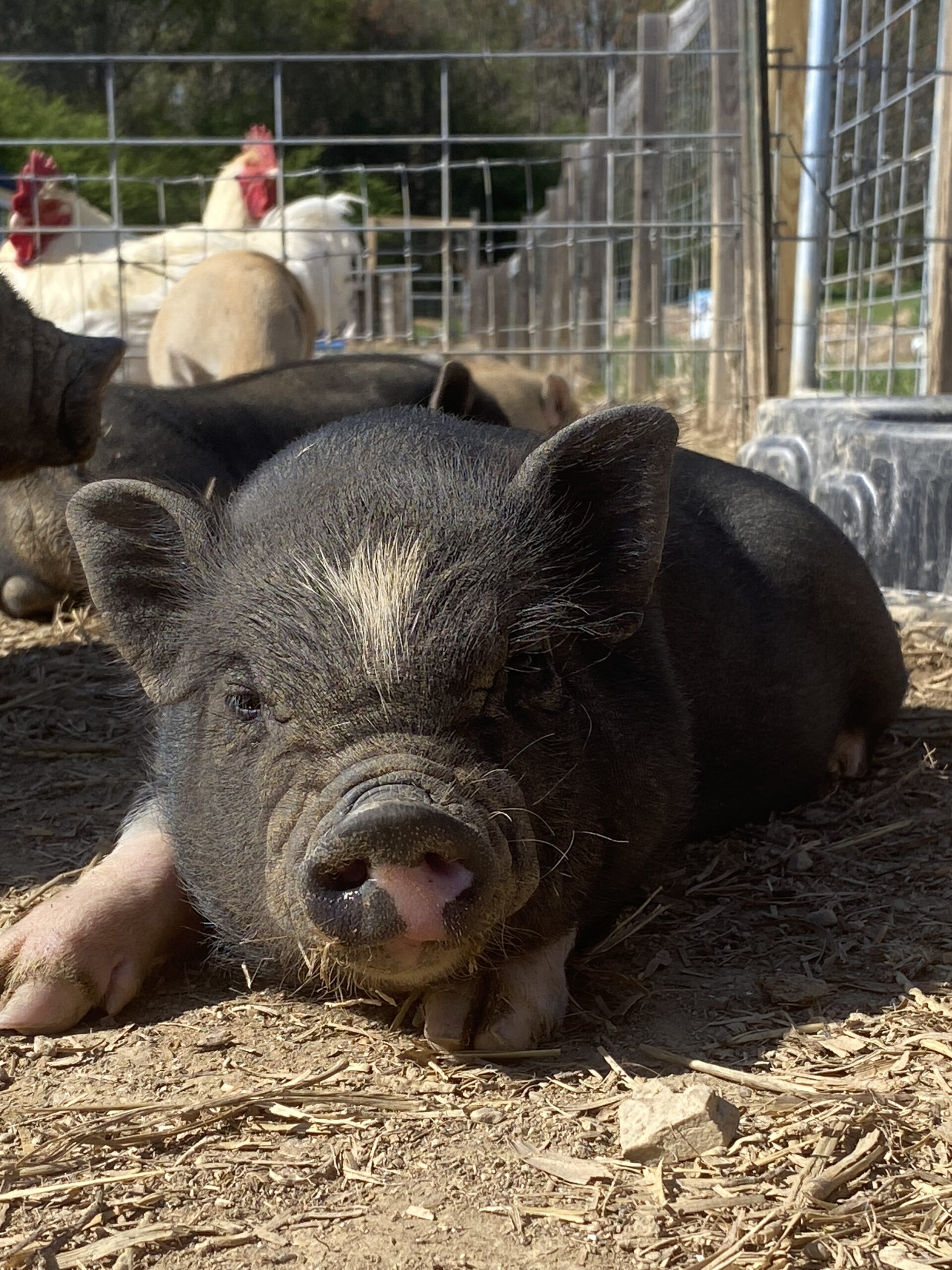 Pigs at NDS Black brown little pig with a white spot on head. Relaxing in pig pen outside with his other pig friends in the background.