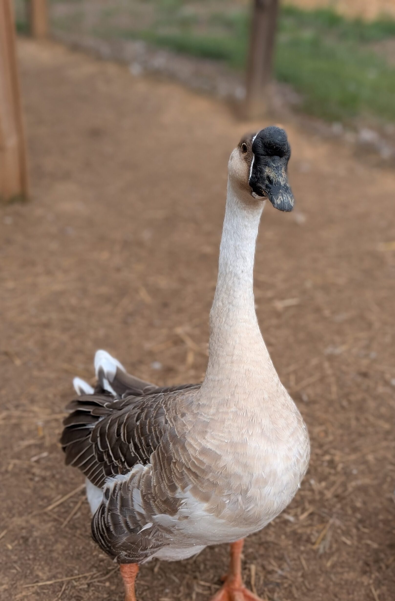Geese at NDS Light brown, large duck standing in the forefront of a farm setting.